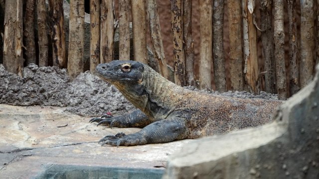 Rangga dipisahkan dari Rinca dengan sekat kayu. (Foto: Niken Nurani/kumparan)