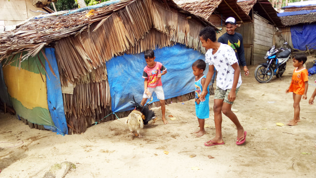 Bocah-bocah Desa Iha yang mengadu ayam. (Foto: Naufal Abdurrasyid/kumparan)