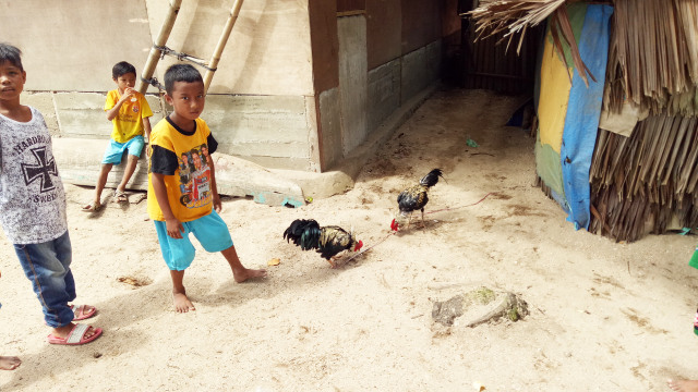 Ayam tarung milik bocah-bocah Desa Iha (Foto: Naufal Abdurrasyid/kumparan)