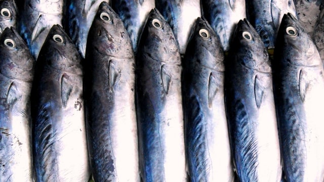 Ikan tuna (Foto: Pixabay)