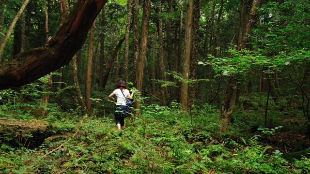 Hutan Aokigahara, hutan bunuh diri di Jepang (Foto: Wikimedia Commons)