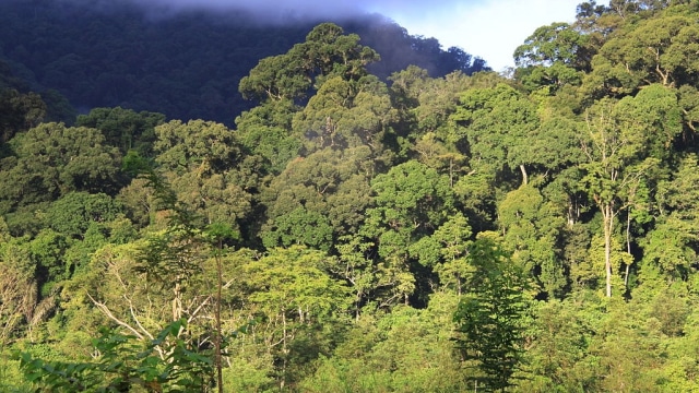 Hutan Leuser, Aceh (Foto: Wikimedia Commons)