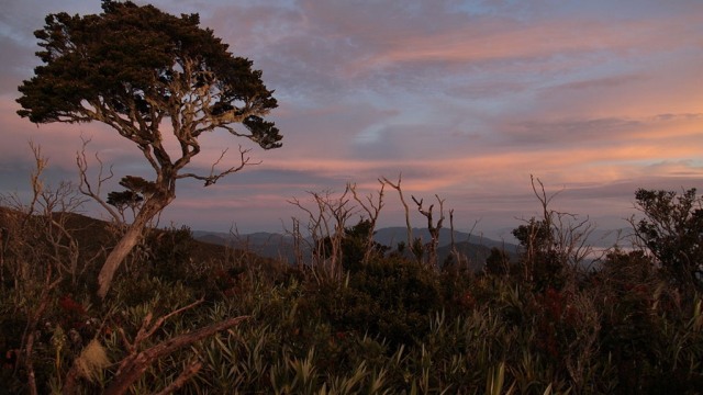 Hutan Leuser, Aceh (Foto: wikimedia commons)