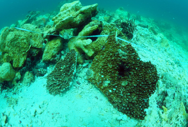 Terumbu karang yang rusak (ilustrasi). (Foto: via Antara)