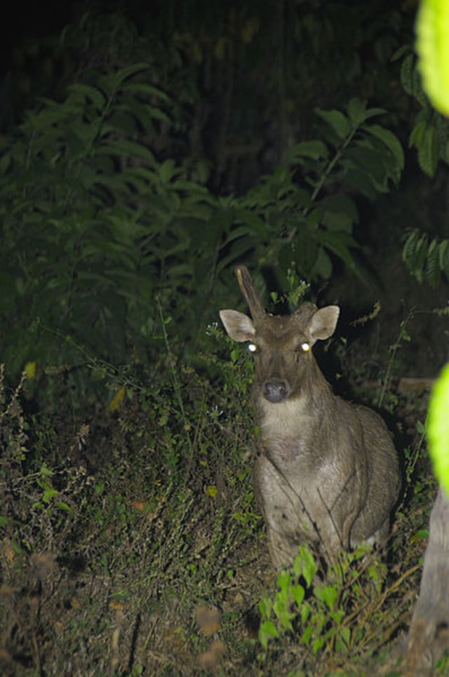 Rusa di sekitar Taman Nasional Meru Betiri. (Foto: Wikipedia)