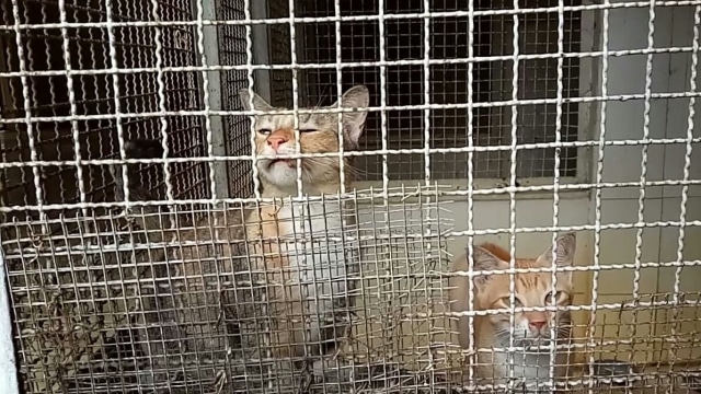 Kucing terlantar diurus di Pondok Pengayom Satwa. (Foto: Jihad Akbar/kumparan)