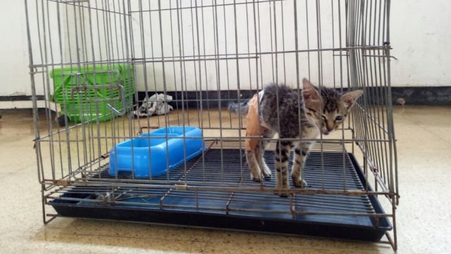 Kucing terlantar diurus di Pondok Pengayom Satwa. (Foto: Jihad Akbar/kumparan)