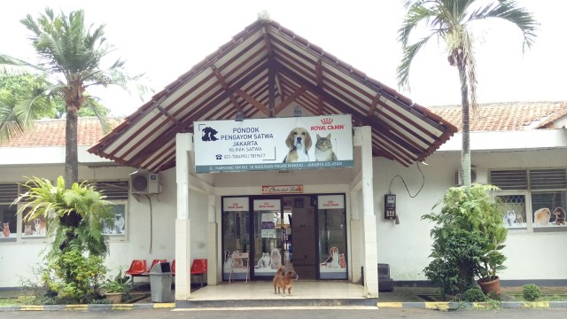 Pondok Pengayom Satwa, Rumah Bagi Anjing dan Kucing Tak Bertuan