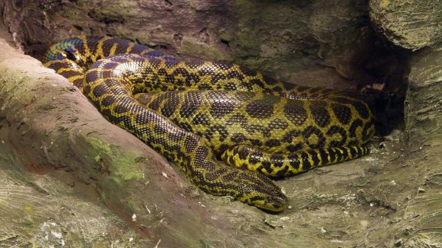 Ilustrasi ular piton Foto: pixabay