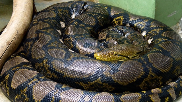Ilustrasi ular piton (Foto: Mariluna via Wikimedia Commons)
