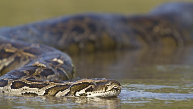 Ilustrasi ular piton (Foto: Thinkstock)
