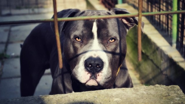 Anjing jenis staffordshire bull terrier. (Foto: Pixabay)