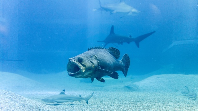 Ikan Kerapu. (Foto: Thinkstock @Mumemories)