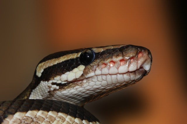 Ilustrasi ular. (Foto: Pixabay)