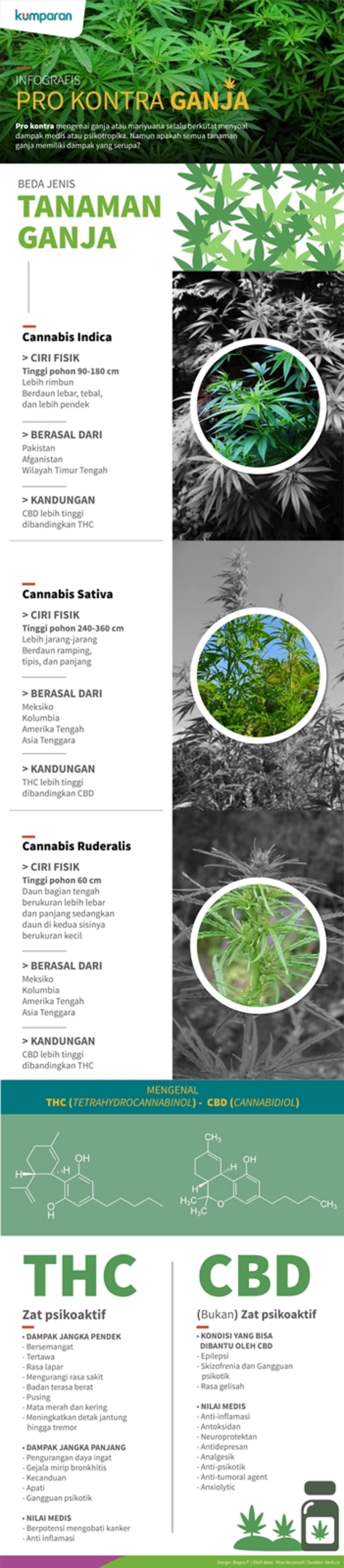 Infografis Pro Kontra Ganja. (Foto: Bagus Permadi/kumparan)