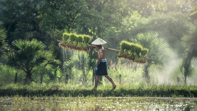 Potret petani Indonesia. (Foto: Pixabay)