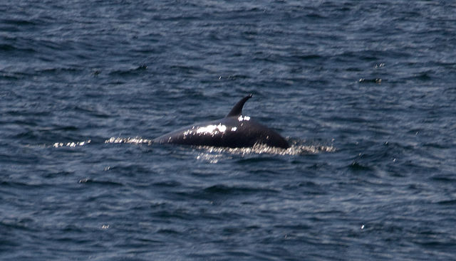 Paus Minke di laut bebas (Foto: Wikimedia Commons)