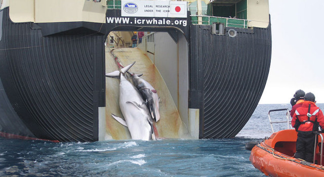 Perburuan Paus Minke oleh Jepang (Foto: Wikimedia Commons)