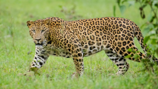 Leopard. (Foto: Wikimedia commons)