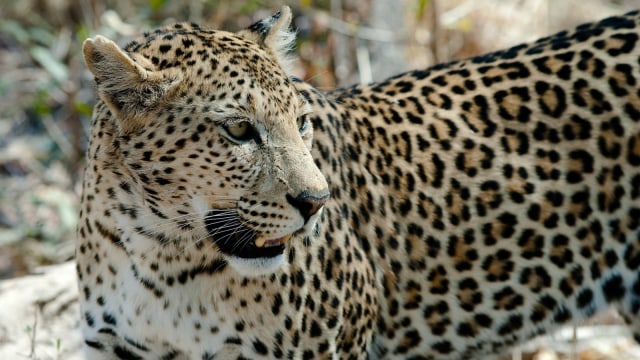 Leopard. (Foto: Pixabay)