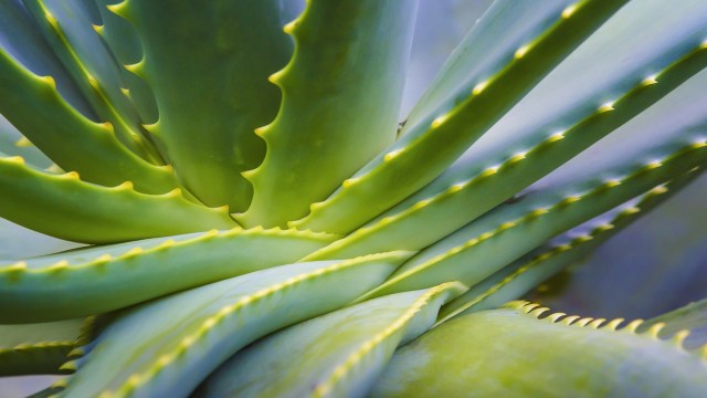 Aloe vera berguna untuk mengatasi bibir kering (Foto: Thinkstock)