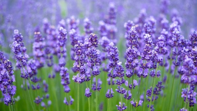 Wangi lavender bersifat menenangkan. (Foto: Thinkstock)
