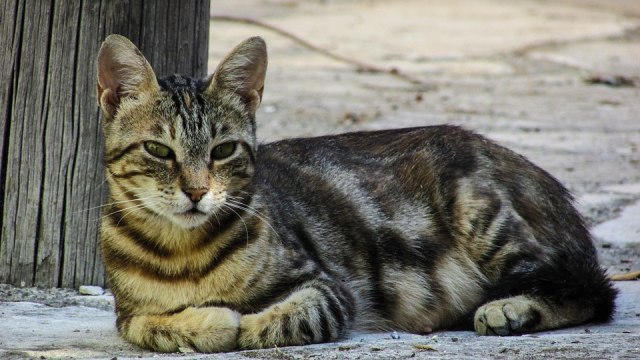 Ilustrasi kucing liar. (Foto: Pixabay)