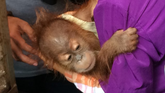 Orang Utan yang dijual illegal. (Foto: Iqra Ardini/kumparan)