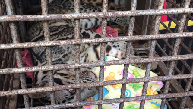 Harimau Dahan yang dijual ilegal. (Foto: Iqra Ardini/kumparan)