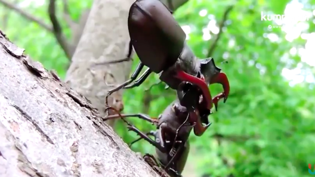 Kumbang Jantan bertarung (Foto: AP)