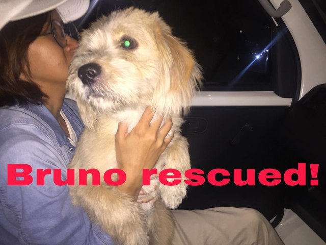 Bruno, anjing yang mengalami kekerasan. (Foto: Instagram/gardasatwaindonesia)