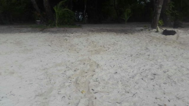 Pulau Ambon