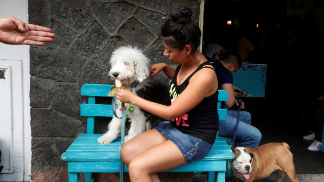 Kafe Es Krim untuk Anjing (Foto:  REUTERS/Carlos Jasso)