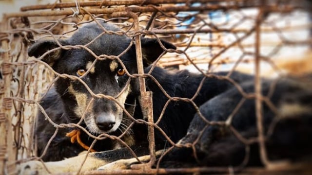 Yulin Dog Festival (Foto: www.animalsaustralia.org)