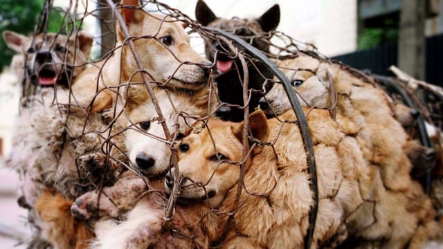 Yulin Dog Festival (Foto: www.animalsaustralia.org)