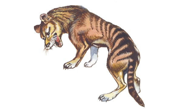 Ilustrasi thylacine atau harimau Tasmania. (Foto: SergeyMikhaylov via Thinkstock)