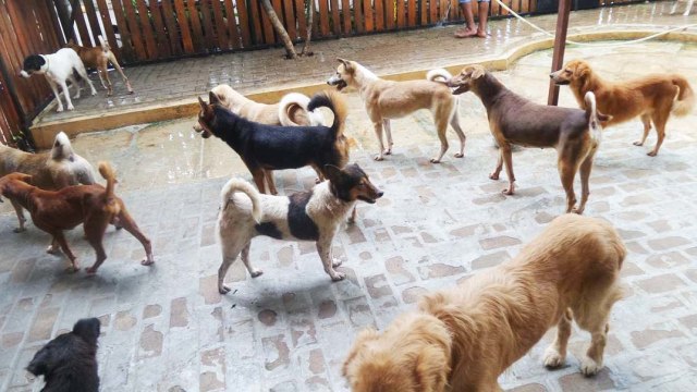 Anjing di markas Animal Defenders. (Foto: Instagram/animaldefender)