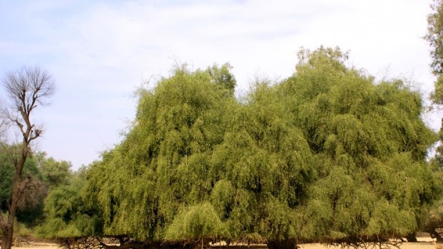 Pohon Siwak. (Foto: wikimedia commons/Mehdi Sq)