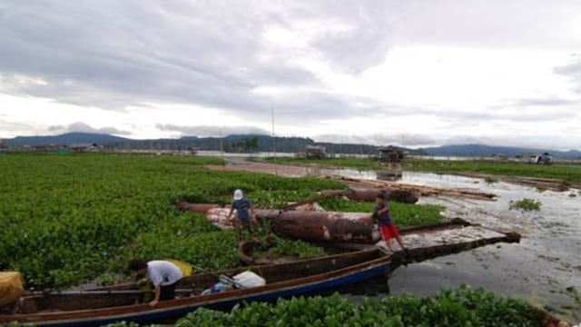 Eceng Gondok di Danau Tondano (Foto: Antara)