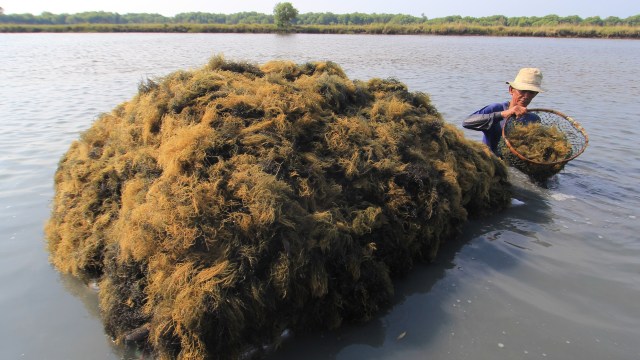 Panen rumput laut (Foto: Dedhez Anggara/ANTARA)