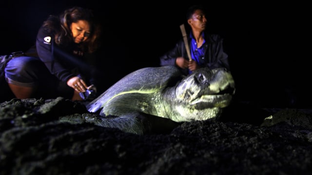 Penyu bertelur di Pantai Boom Banyuwangi