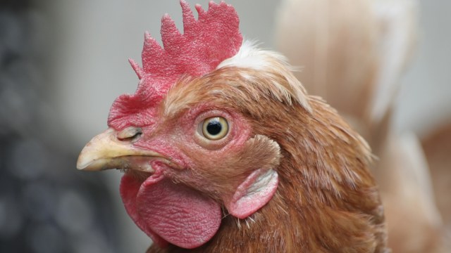 Alektorophobia, fobia terhadap ayam. (Foto: Thinkstock)