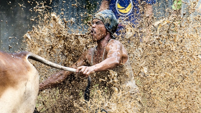 Tradisi Pacu Jawi Foto: Ismar Patrizki/Antara