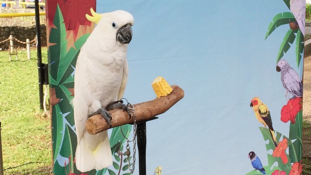 Burung parung bengkok (Foto: Iqra Ardini/kumparan)