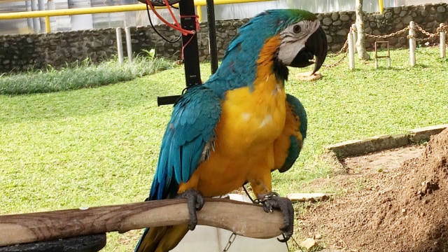 Burung parung bengkok (Foto: Iqra Ardini/kumparan)