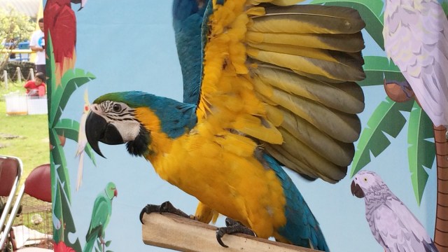 Burung parung bengkok (Foto: Iqra Ardini/kumparan)