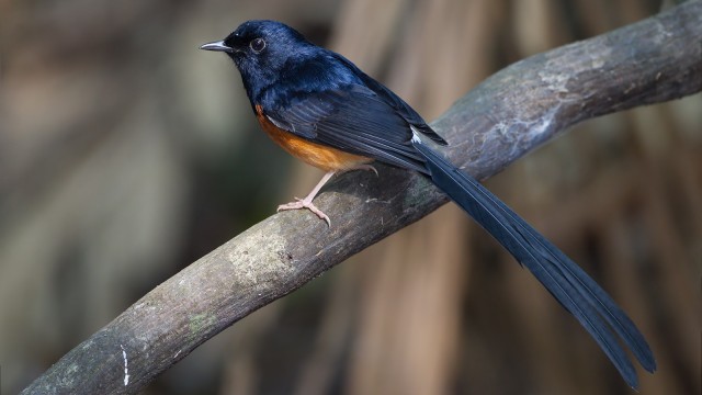 Ilustrasi burung murai batu. (Foto: Wikimedia Commons)