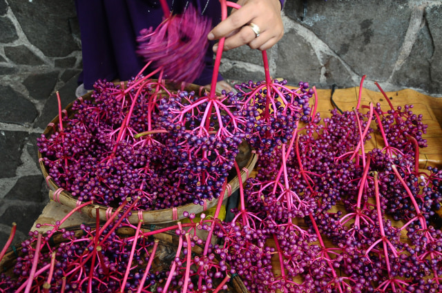 Buah Parijoto di kompleks Makam Sunan Muria. (Foto: Yusuf Nugroho/Antara Foto)