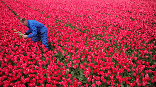 Bikin Haru, Petani Bunga di Belanda Beri Pesan Menyentuh di Tengah Bunga Tulip (318489)