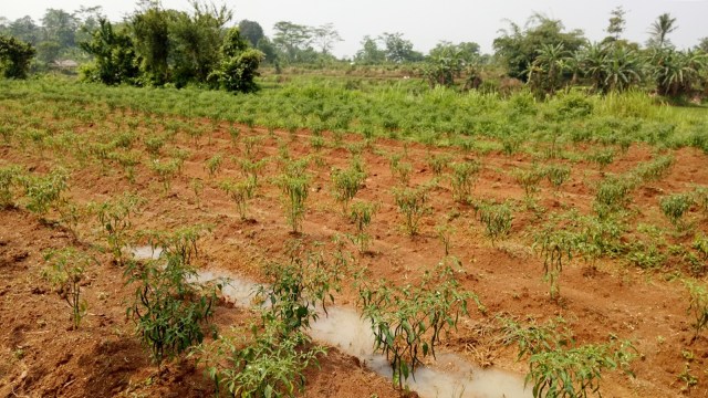 Perkebunan Cabai Pemprov DKI di Desa Ciangir. (Foto: Ela Nurlaela/kumparan)